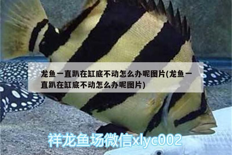 龍魚一直趴在缸底不動怎么辦呢圖片(龍魚一直趴在缸底不動怎么辦呢圖片)