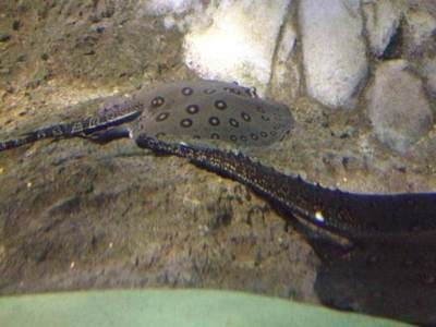 浙江龍魚(yú)市場(chǎng)地址電話(huà)多少號(hào)：探尋浙江龍魚(yú)市場(chǎng)的神秘面紗，地址與電話(huà)全攻略