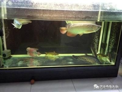 自己養的魚送人了怎么處理？情感與責任的平衡之道，贈魚之后，如何在情感與責任間找到平衡？