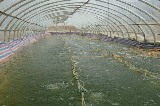 自己養的魚送人了怎么處理？情感與責任的平衡之道，贈魚之后，如何在情感與責任間找到平衡？
