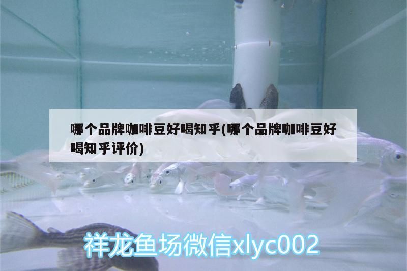 哪個品牌咖啡豆好喝知乎(哪個品牌咖啡豆好喝知乎評價) 哪個品牌咖啡豆好喝知乎(哪個品牌咖啡豆好喝知乎評價) 馬來西亞咖啡