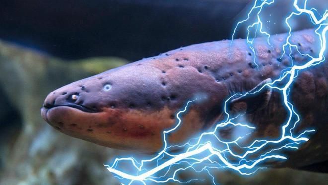 自己養不完的小魚送給別人好嗎？將養不完的小魚贈送給他人是否合適？