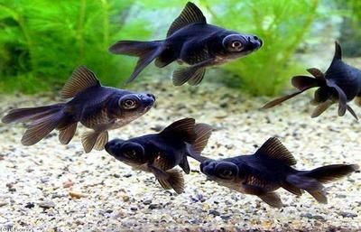 和金金魚(yú)（和金金魚(yú)的飼養(yǎng)方法）