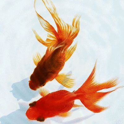 和金金魚(yú)（和金金魚(yú)的飼養(yǎng)方法）