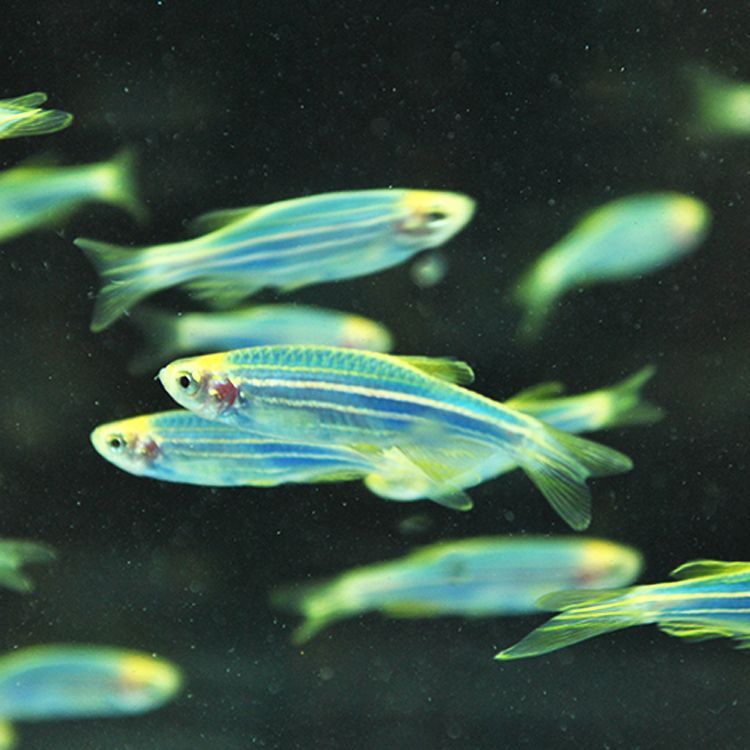 好看的熱帶淡水觀賞魚（熱帶淡水觀賞魚） 好看的熱帶淡水觀賞魚（熱帶淡水觀賞魚） 則道紅龍 第1張