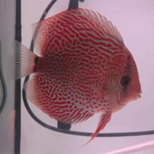 好看的熱帶淡水觀賞魚（熱帶淡水觀賞魚） 好看的熱帶淡水觀賞魚（熱帶淡水觀賞魚） 則道紅龍 第3張
