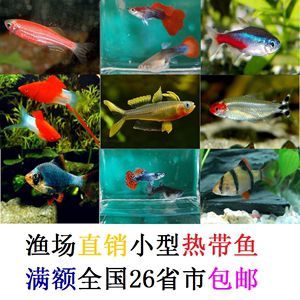 好看的熱帶淡水觀賞魚（熱帶淡水觀賞魚） 好看的熱帶淡水觀賞魚（熱帶淡水觀賞魚） 則道紅龍 第4張