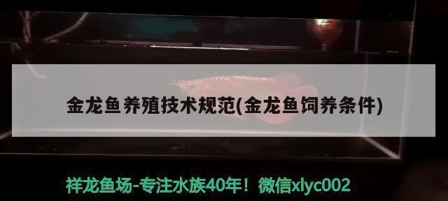 龍魚的飼養條件和要求vs祥龍魚場：祥龍魚場的飼養條件和要求