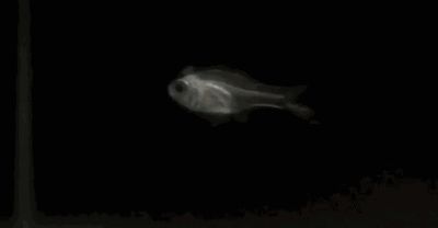 專吃魚屎糞便的螺,魚缸清潔工還是生態(tài)隱患?魚缸清道夫還是入侵者?專食魚糞的螺類引發(fā)生態(tài)爭(zhēng)議 龍魚百科 第2張 專吃魚屎糞便的螺,魚缸清潔工還是生態(tài)隱患?魚缸清道夫還是入侵者?專食魚糞的螺類引發(fā)生態(tài)爭(zhēng)議 專吃魚屎糞便的螺,魚缸清潔工還是生態(tài)隱患?魚缸清道夫還是入侵者?專食魚糞的螺類引發(fā)生態(tài)爭(zhēng)議 龍魚百科 第2張