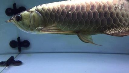 金龍魚幼魚水溫過高處理方法：處理金龍魚幼魚水溫過高的幾種方法