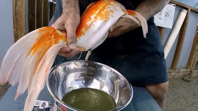 短身蝴蝶鯉成年魚的視頻（短身蝴蝶鯉成年魚的相關視頻推薦：短身蝴蝶鯉飼養技巧）