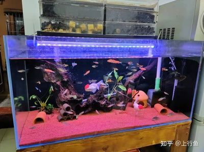 80寬魚缸：80寬魚缸的容量和適宜養什么魚