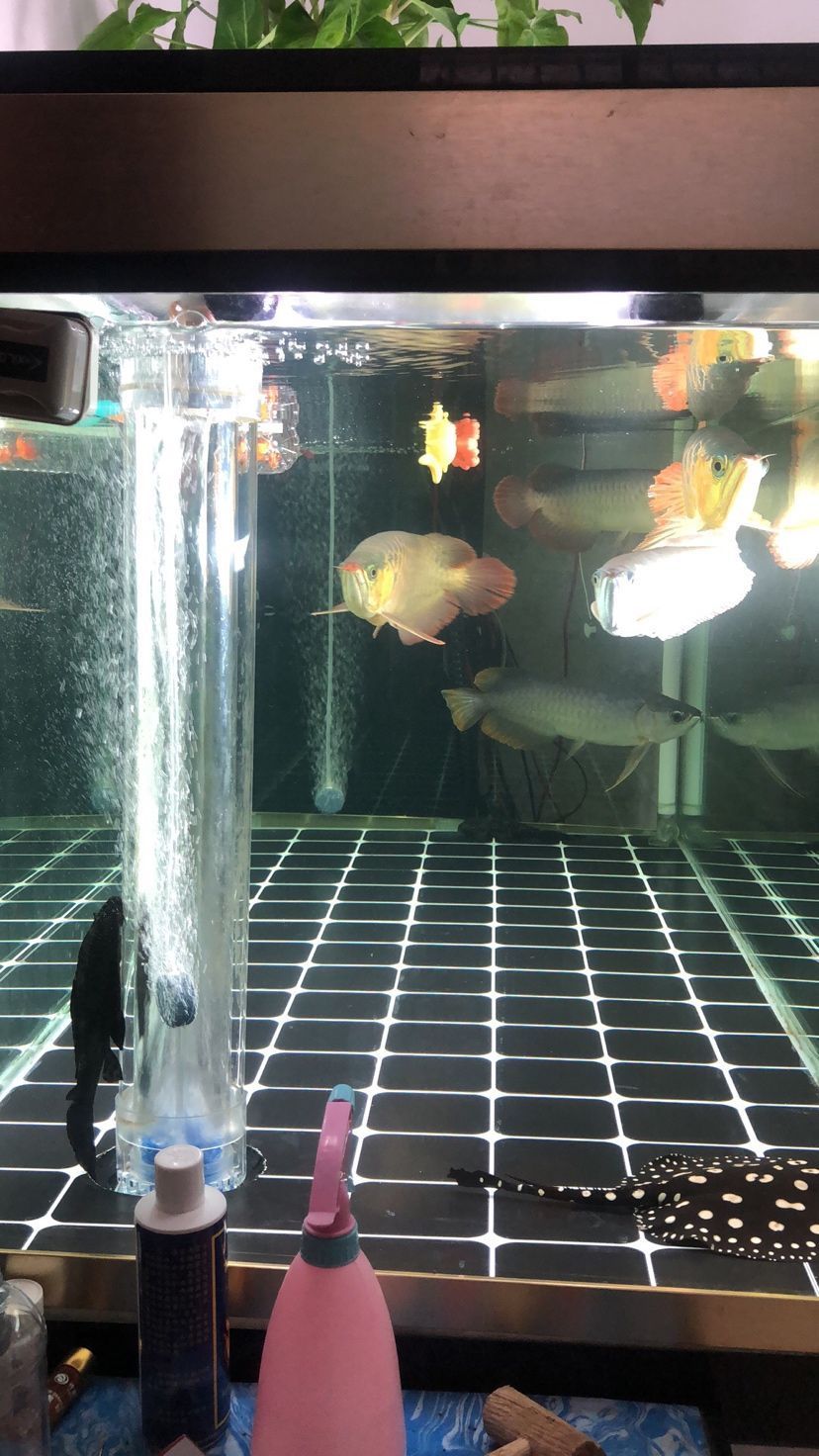 160魚缸一根400w伊罕加熱棒夠用嗎？