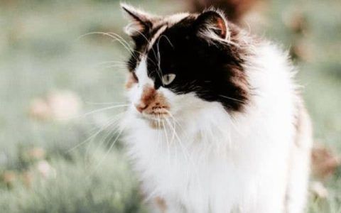 中國最貴魚第一名，黃唇魚—價比黃金的水中黃金，價比黃金的黃唇魚，中國最貴魚王 中國最貴魚第一名，黃唇魚—價比黃金的水中黃金，價比黃金的黃唇魚，中國最貴魚王 龍魚百科 第2張