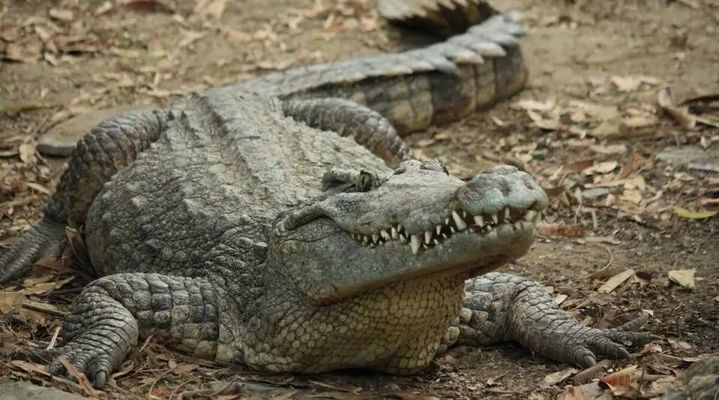 肇慶金龍魚的經銷商是誰開的店?。禾綄ふ貞c金龍魚經銷商背后的故事