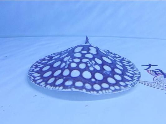 中國最貴金龍魚拍出7000萬天價，揭秘背后的收藏文化與市場邏輯，7000萬金龍魚背后的天價收藏，揭秘中國高端觀賞魚市場邏輯 中國最貴金龍魚拍出7000萬天價，揭秘背后的收藏文化與市場邏輯，7000萬金龍魚背后的天價收藏，揭秘中國高端觀賞魚市場邏輯 龍魚百科 第3張