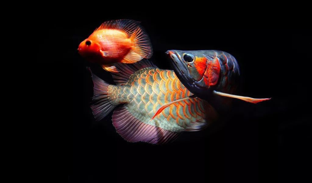 龍魚養(yǎng)幾條最好風(fēng)水學(xué)，龍魚養(yǎng)幾條最好 龍魚養(yǎng)幾條最好風(fēng)水學(xué)，龍魚養(yǎng)幾條最好 虎魚百科 第5張