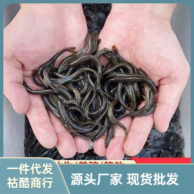 天價龍魚之謎，揭秘中國最貴的龍魚及其背后的收藏文化，揭秘中國天價龍魚，頂級收藏背后的奢華文化與市場密碼