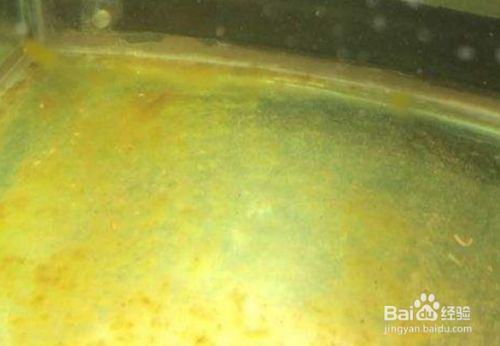 探訪中國(guó)最大甲魚(yú)養(yǎng)殖基地，生態(tài)養(yǎng)殖與產(chǎn)業(yè)發(fā)展的典范，探秘中國(guó)最大甲魚(yú)生態(tài)養(yǎng)殖基地，綠色產(chǎn)業(yè)與可持續(xù)發(fā)展的典范