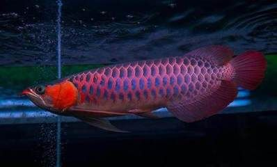 紅龍魚怎么養發色快：促進紅龍魚發色的養殖方法
