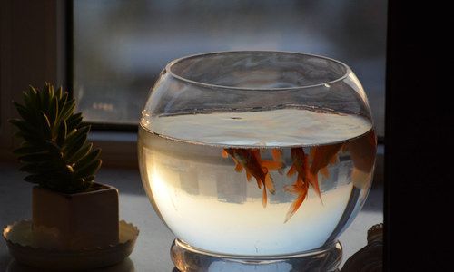 中國十大頂級貴魚,珍稀美味與奢華文化的完美結合,中國十大頂級貴魚,珍稀美味與奢華文化的極致盛宴 龍魚百科 第2張 中國十大頂級貴魚,珍稀美味與奢華文化的完美結合,中國十大頂級貴魚,珍稀美味與奢華文化的極致盛宴 中國十大頂級貴魚,珍稀美味與奢華文化的完美結合,中國十大頂級貴魚,珍稀美味與奢華文化的極致盛宴 龍魚百科 第2張
