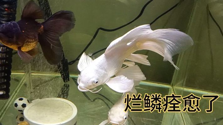 蝴蝶鯉鱗片充血怎么治療（蝴蝶鯉鱗片充血怎么辦）