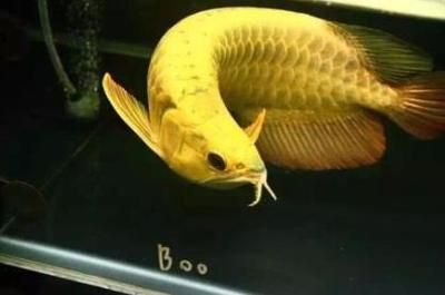 過背金龍魚好養嗎怎么養的好：過背金龍魚日常護理要點，過背金龍魚水族箱布置技巧