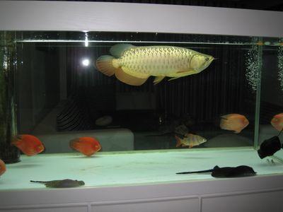 過背金龍魚好養(yǎng)嗎怎么養(yǎng)的好：過背金龍魚日常護理要點，過背金龍魚水族箱布置技巧