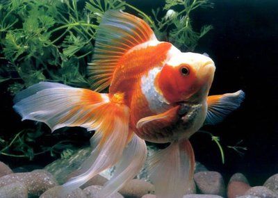 中國(guó)觀賞魚市場(chǎng)，繁榮與挑戰(zhàn)并存的水族產(chǎn)業(yè)，中國(guó)觀賞魚市場(chǎng)，繁榮與挑戰(zhàn)并存的水族產(chǎn)業(yè)