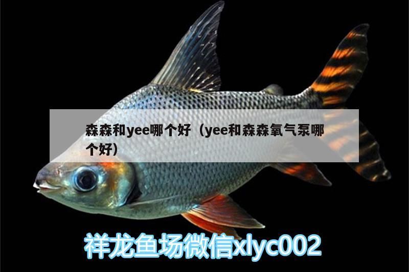 森森和yee哪個好（yee和森森氧氣泵哪個好）