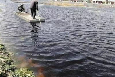 招財(cái)戰(zhàn)船魚能與龍魚混養(yǎng)嗎圖片視頻大全集：招財(cái)戰(zhàn)船魚與龍魚混養(yǎng)全攻略，圖片視頻助你暢享水族奇趣