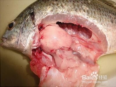 治療魚爛身用什么藥好？全面解析爛身病的防治方法，魚爛身病用什么藥最有效？防治方法與用藥全指南