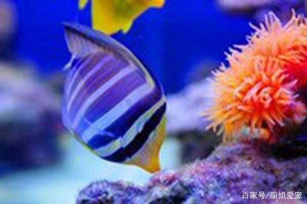 獨(dú)養(yǎng)紅龍魚的寓意，富貴、孤傲與風(fēng)水玄機(jī)，獨(dú)養(yǎng)紅龍魚，富貴象征、孤傲氣質(zhì)與風(fēng)水玄機(jī)的深度解讀 獨(dú)養(yǎng)紅龍魚的寓意，富貴、孤傲與風(fēng)水玄機(jī)，獨(dú)養(yǎng)紅龍魚，富貴象征、孤傲氣質(zhì)與風(fēng)水玄機(jī)的深度解讀 龍魚百科 第3張