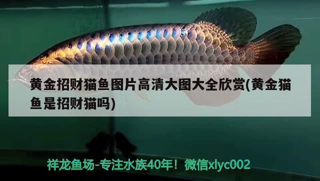 黃金招財貓魚圖片高清大圖大全欣賞(黃金貓魚是招財貓嗎)