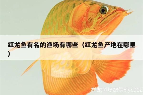 紅龍大湖魚和中部魚的區別：紅龍大湖魚與中部魚的區別