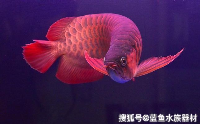 龍魚立鱗跟什么關系vs祥龍魚場：如何挑選健康的龍魚龍魚養(yǎng)殖技巧分享
