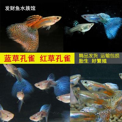 招財(cái)魚能和龍魚混養(yǎng)嗎圖片大全：招財(cái)魚與龍魚混養(yǎng)之探秘，可行與否及注意事項(xiàng)詳解