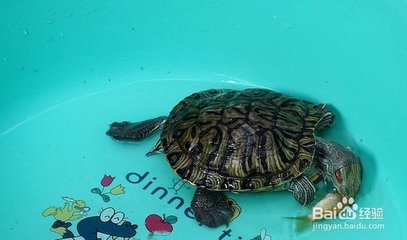 鎮宅最厲害的三種魚，風水靈物背后的千年智慧，鎮宅三寶，揭秘風水靈物千年智慧中的最強招財魚