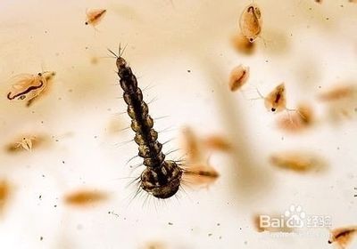鎮宅最厲害的三種魚，風水靈物背后的千年智慧，鎮宅三寶，揭秘風水靈物千年智慧中的最強招財魚