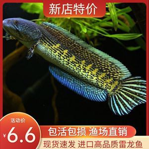 澳洲淡水觀賞魚品種（澳洲淡水觀賞魚品種介紹） 澳洲淡水觀賞魚品種（澳洲淡水觀賞魚品種介紹） 天王紅龍 第3張