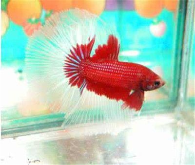 澳洲淡水觀賞魚品種（澳洲淡水觀賞魚品種介紹） 澳洲淡水觀賞魚品種（澳洲淡水觀賞魚品種介紹） 天王紅龍 第4張