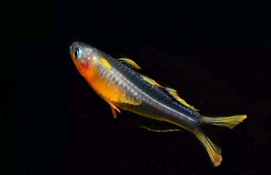 觀賞魚能不能帶上火車(觀賞魚能否帶上火車) 一方水族 第4張 觀賞魚能不能帶上火車(觀賞魚能否帶上火車) 觀賞魚能不能帶上火車(觀賞魚能否帶上火車) 一方水族 第4張
