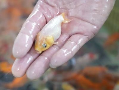 鎮(zhèn)宅最吉利的三個(gè)東西，招財(cái)納福保平安，鎮(zhèn)宅招財(cái)三寶，納福保平安的吉祥之物 鎮(zhèn)宅最吉利的三個(gè)東西，招財(cái)納福保平安，鎮(zhèn)宅招財(cái)三寶，納福保平安的吉祥之物 龍魚百科 第2張