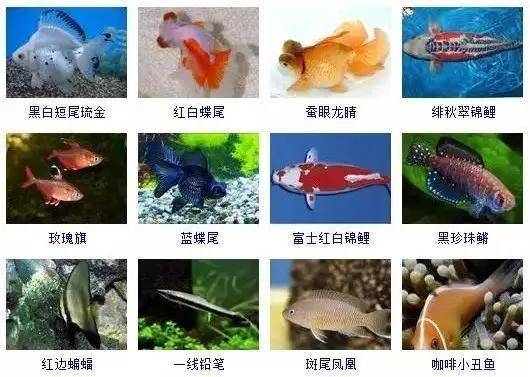 招財魚 龍魚：招財魚與龍魚，價格差異背后的奧秘