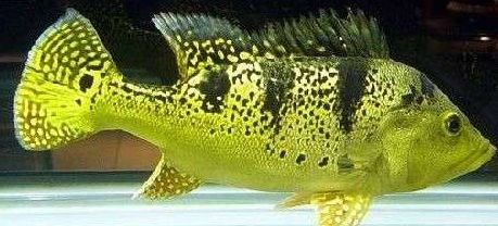 鎮宅青龍的擺放位置與風水講究，詳解方位、禁忌與開運妙招，鎮宅青龍的風水布局指南，方位、禁忌與開運全解析 鎮宅青龍的擺放位置與風水講究，詳解方位、禁忌與開運妙招，鎮宅青龍的風水布局指南，方位、禁忌與開運全解析 龍魚百科 第3張