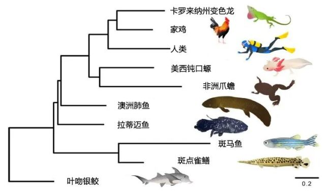鎮(zhèn)宅麒麟放在什么位置?詳解麒麟擺放的風(fēng)水講究,鎮(zhèn)宅麒麟擺放位置與風(fēng)水講究全解析 龍魚百科 第2張 鎮(zhèn)宅麒麟放在什么位置?詳解麒麟擺放的風(fēng)水講究,鎮(zhèn)宅麒麟擺放位置與風(fēng)水講究全解析 鎮(zhèn)宅麒麟放在什么位置?詳解麒麟擺放的風(fēng)水講究,鎮(zhèn)宅麒麟擺放位置與風(fēng)水講究全解析 龍魚百科 第2張