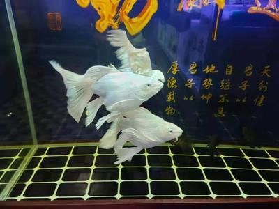 菠蘿魚怎么養(菠蘿魚的養殖技巧) 帝龍漁業 第4張 菠蘿魚怎么養(菠蘿魚的養殖技巧) 菠蘿魚怎么養(菠蘿魚的養殖技巧) 帝龍漁業 第4張