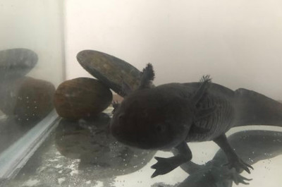 招財魚龍魚風水擺放圖：招財魚與龍魚，水中靈韻，風水妙寓