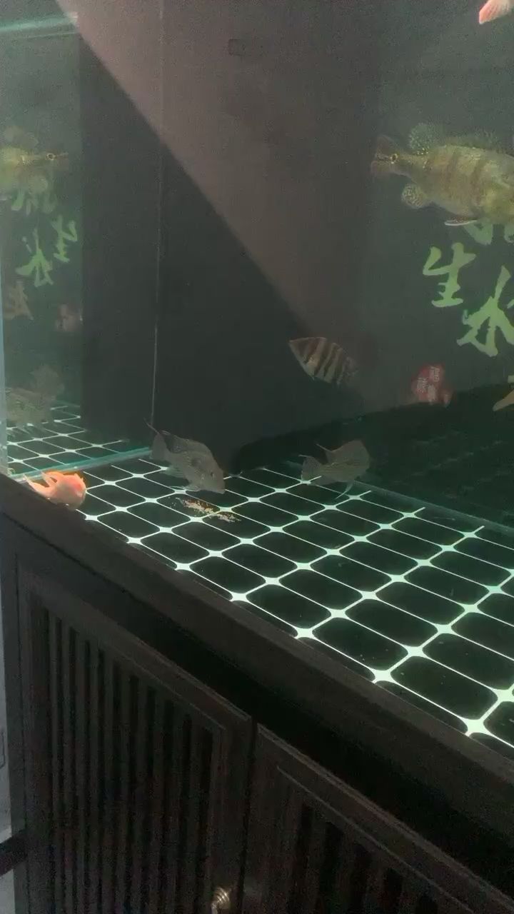 元寶鳳凰產卵了 元寶鳳凰產卵了 元寶鳳凰魚百科 第1張