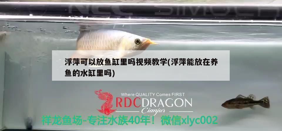 浮萍可以放魚缸里嗎視頻教學(浮萍能放在養魚的水缸里嗎)
